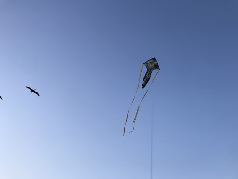 шпалери event, bird