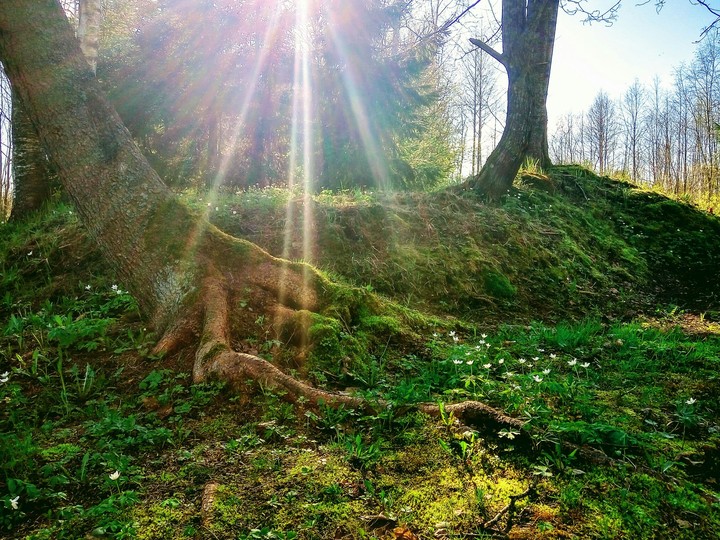fantasy forest