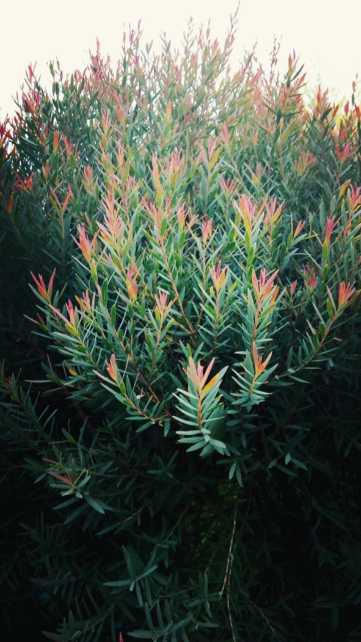 Plant
