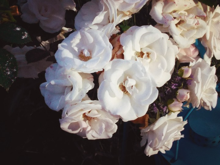 White Roses in Heaven