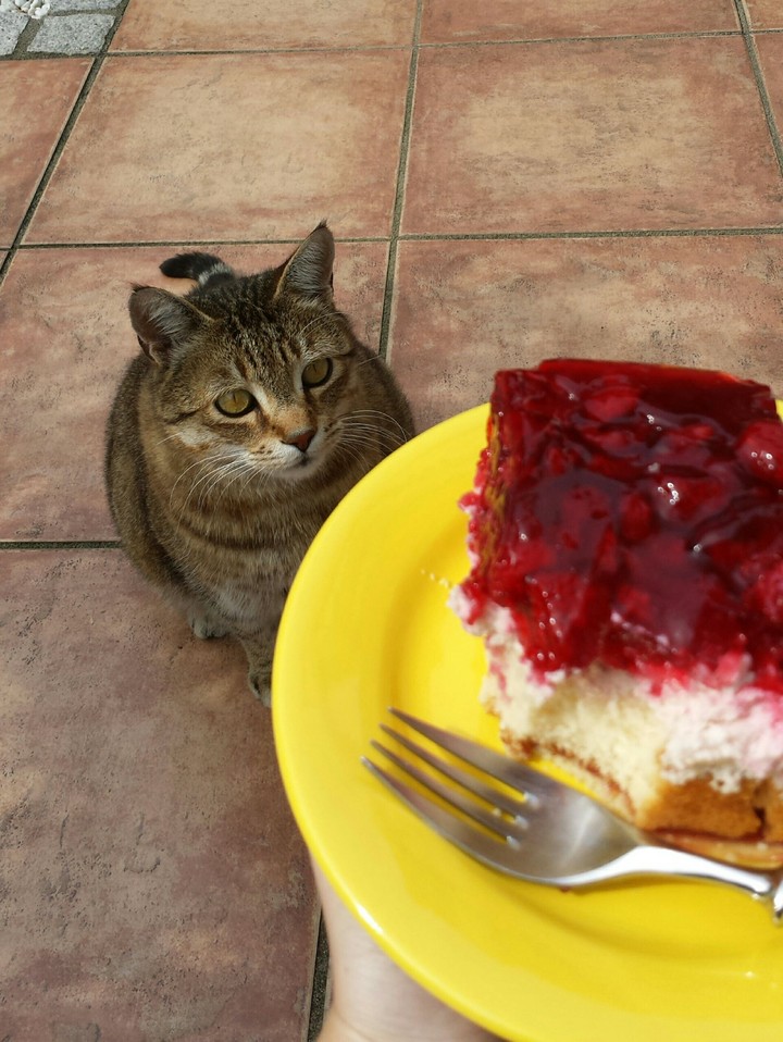 hungry cat