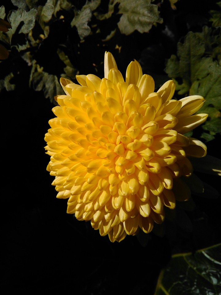 planta