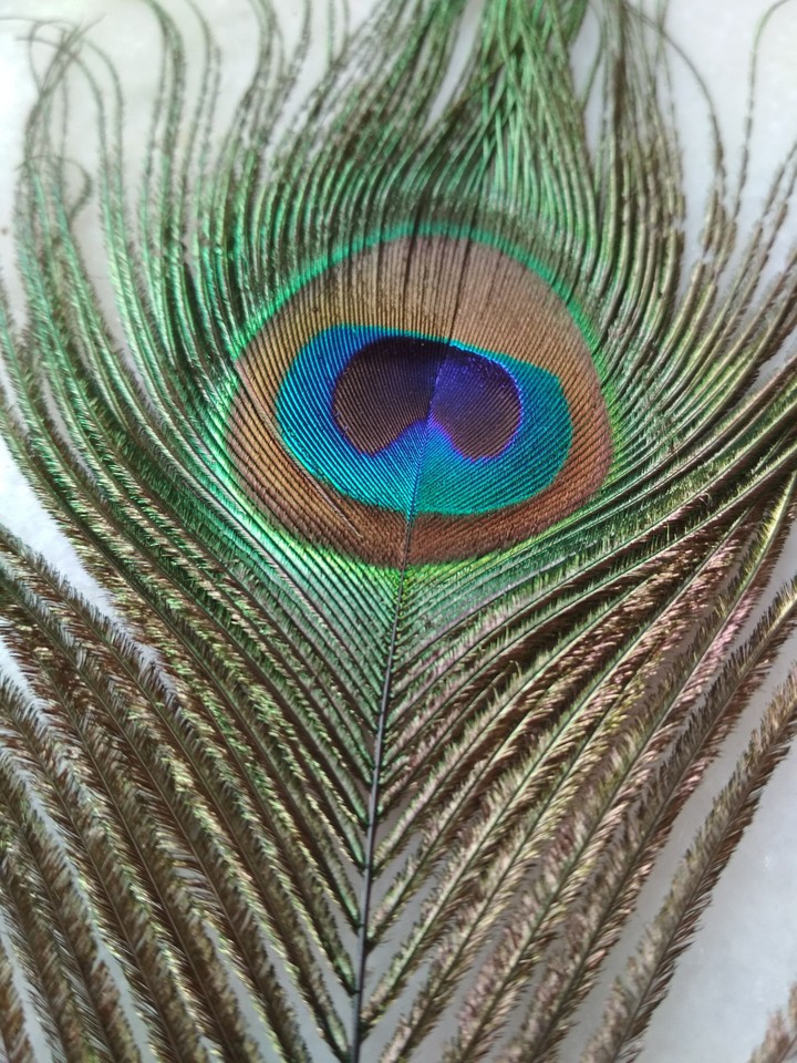 peacock