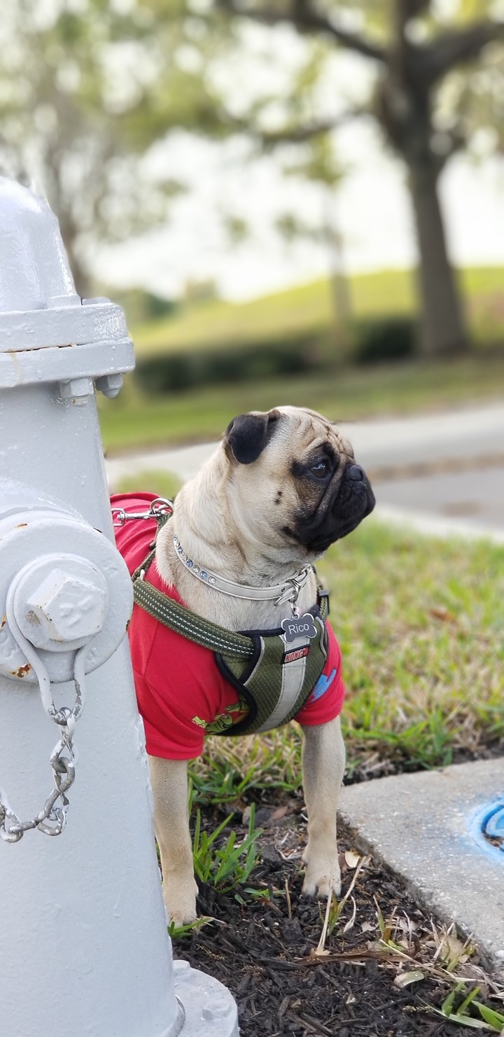 rico the pug