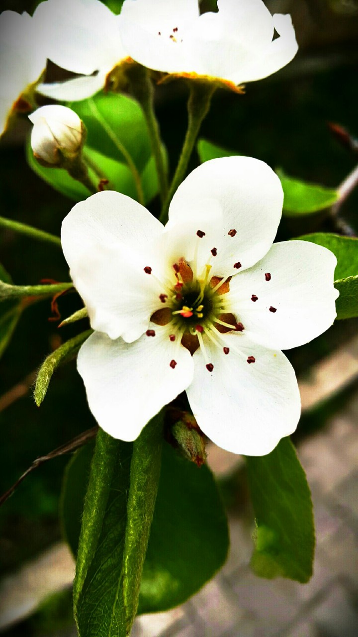 flower Adapazarı