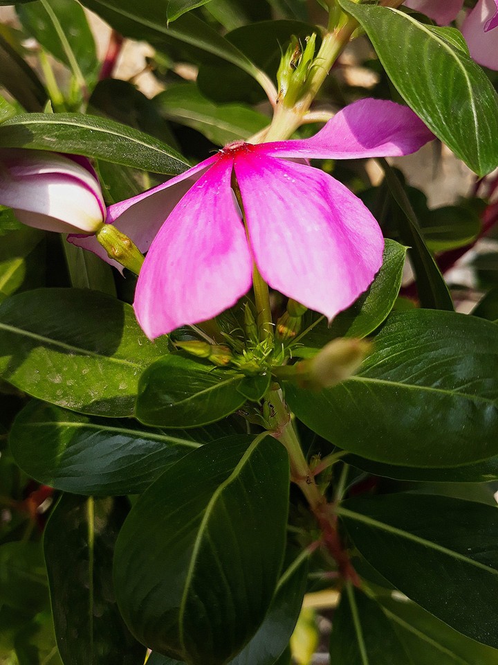 wild FLOWER!