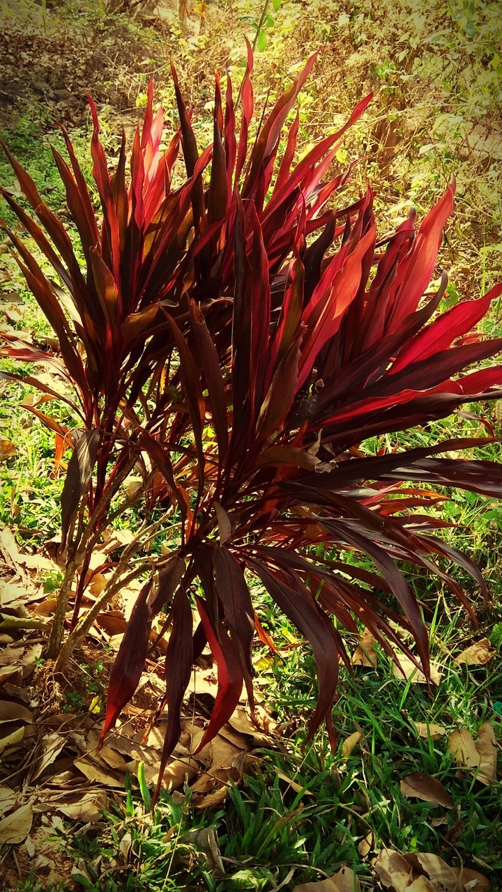 show plant