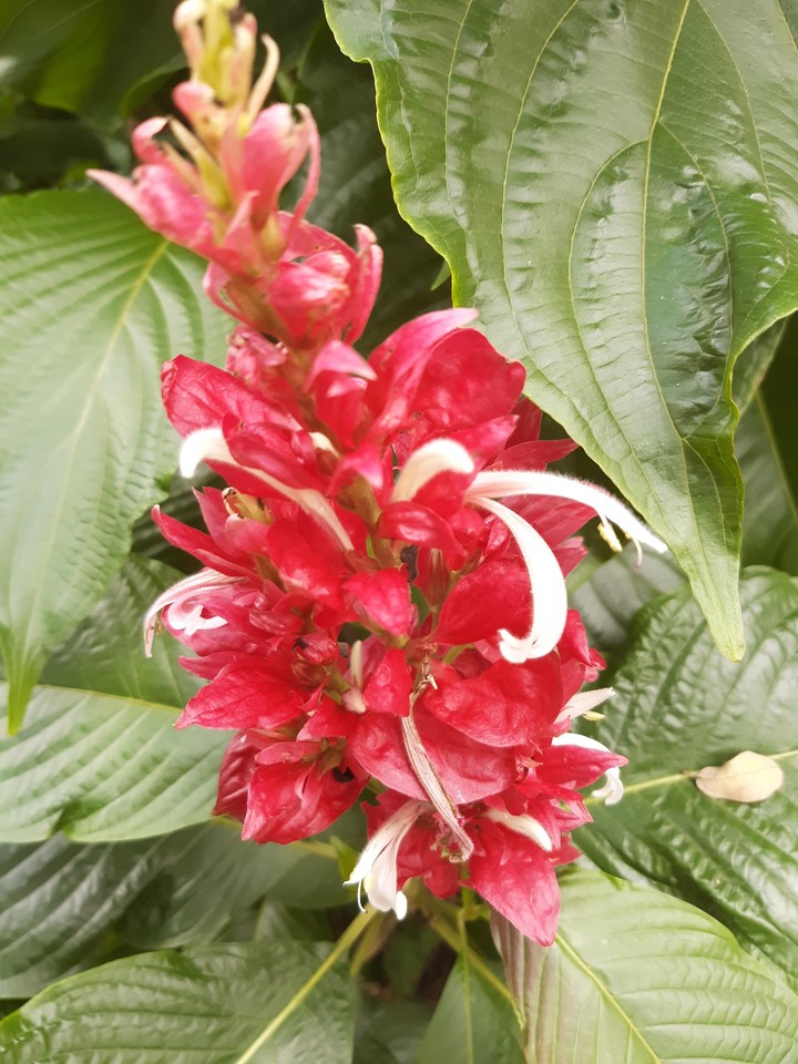 flores