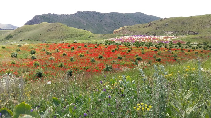 field in flowers