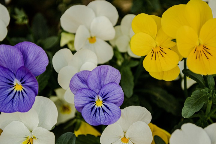 viola del pensiero