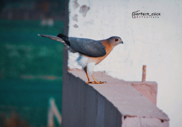 bird photography