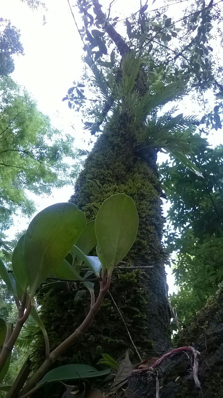 Árbol con musgo