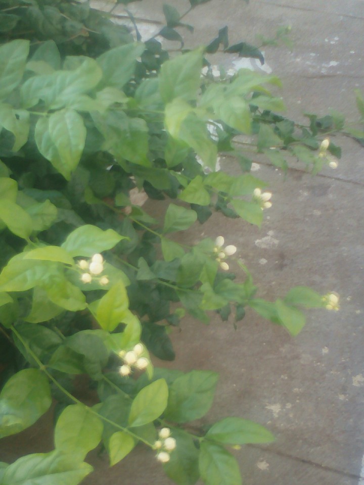 JASMINE  FLOWERS 
