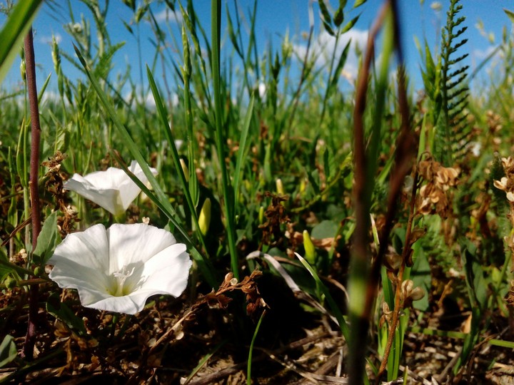 Spring of nature