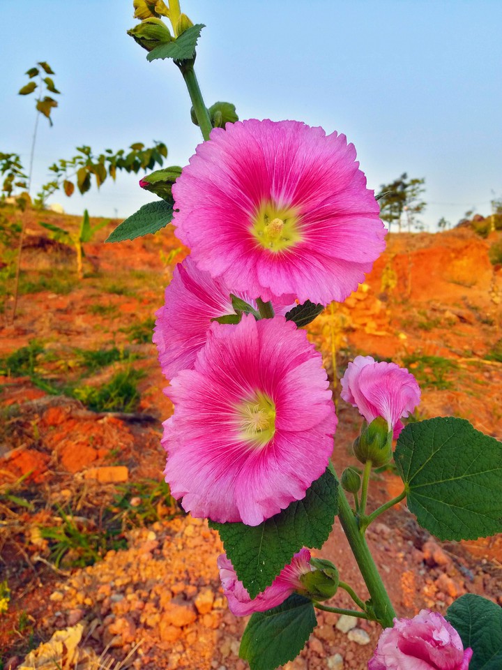Flor rosa