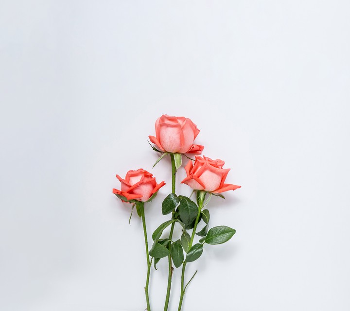 rose