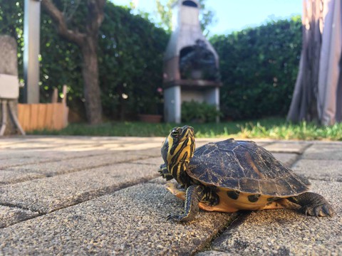 little turtle