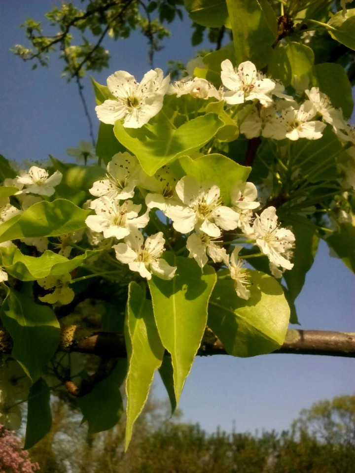 Natur