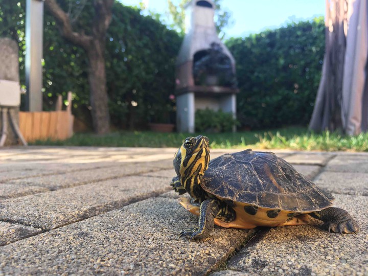 little turtle
