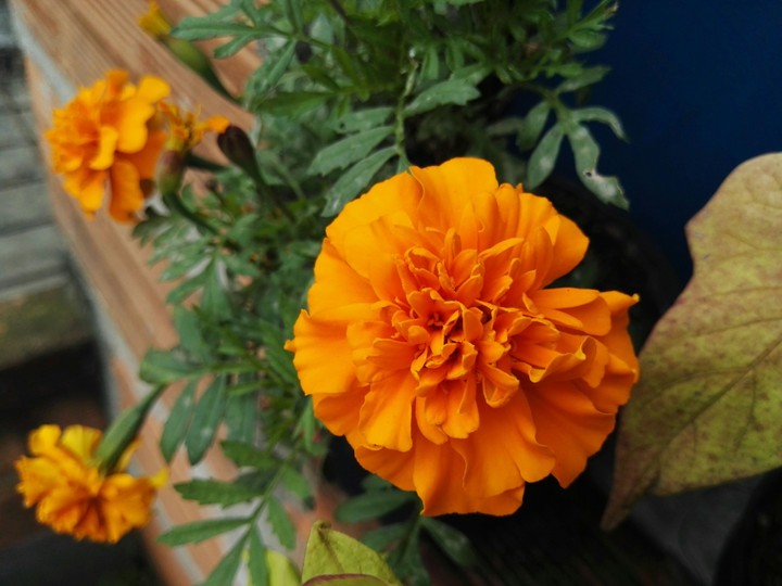 flor flower