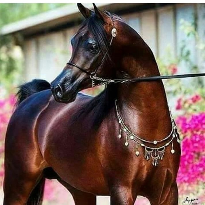 pure arabe