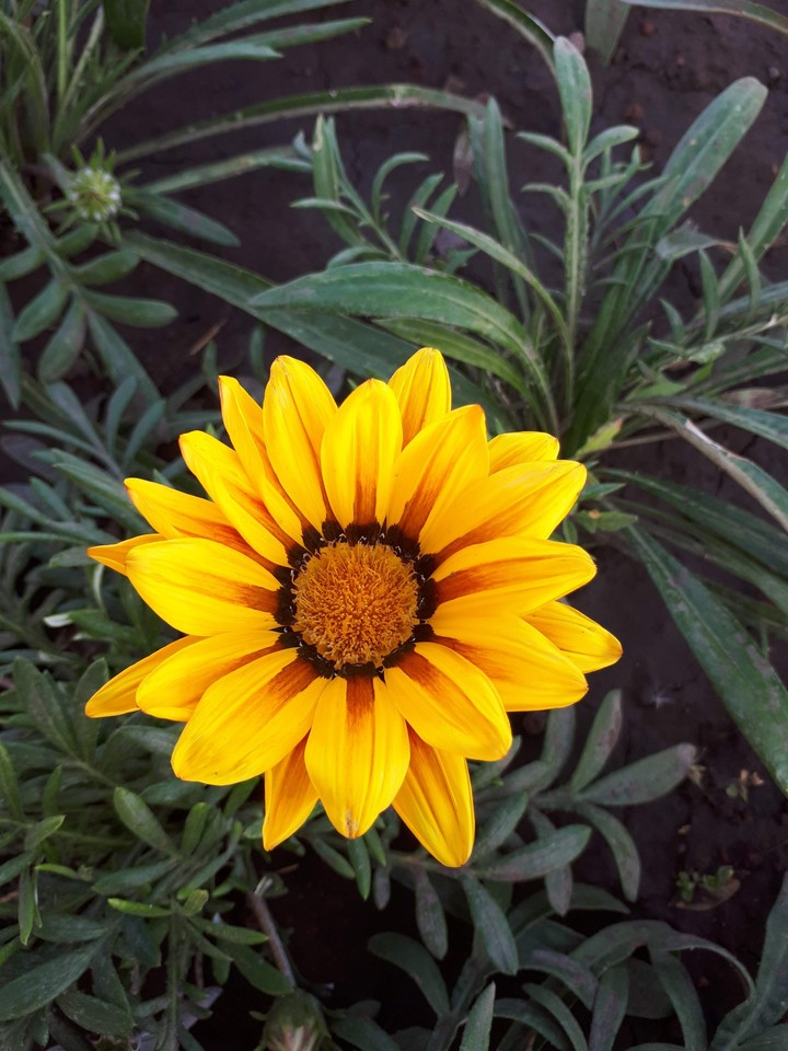 flower ,beautiful