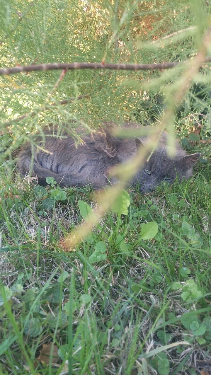 Sleeping cat