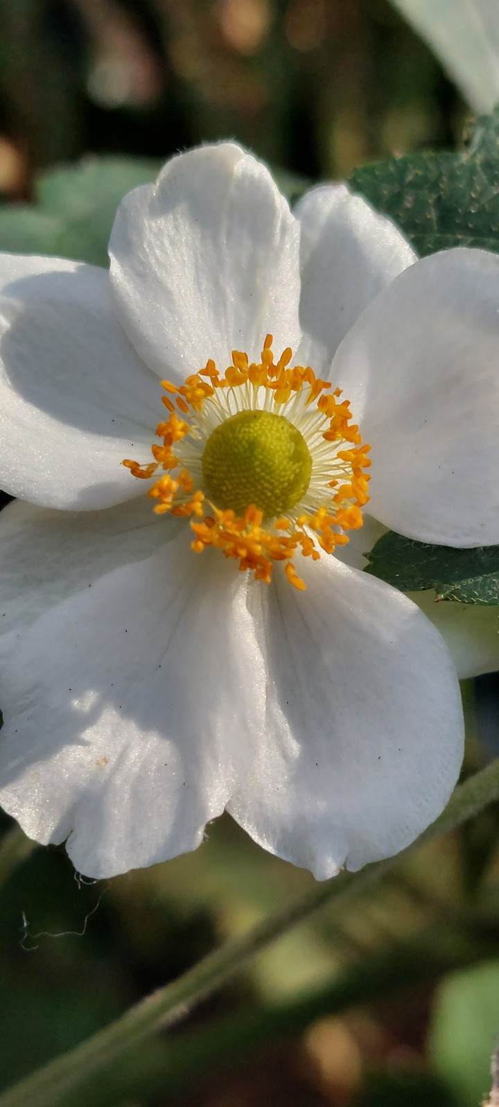 the illumination of your heart