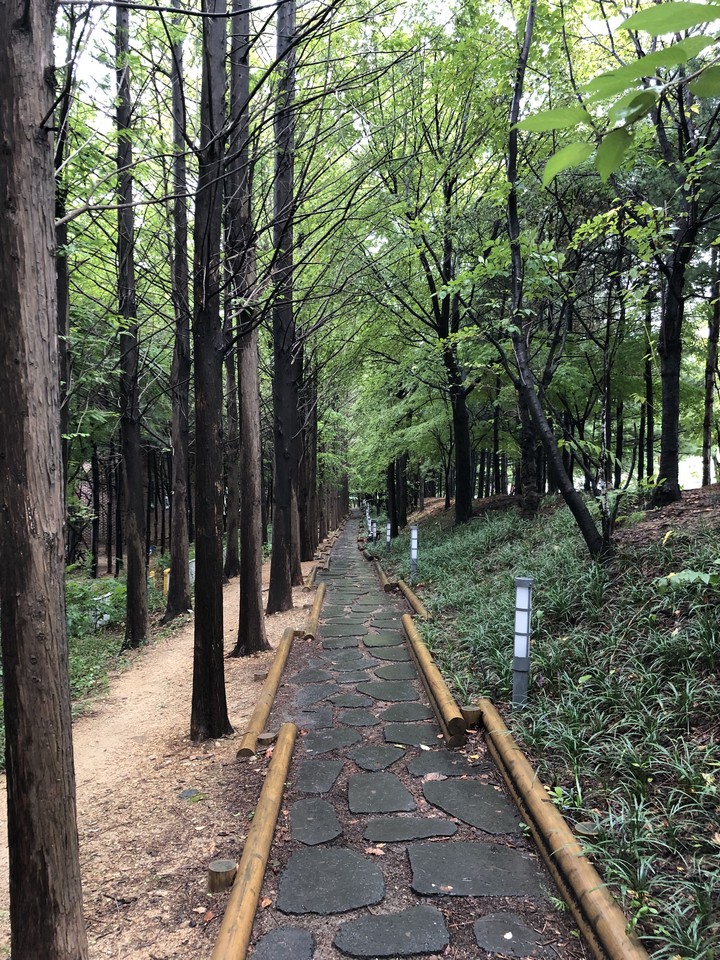 Tree road