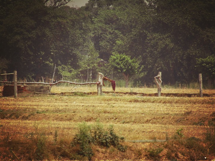 Fields