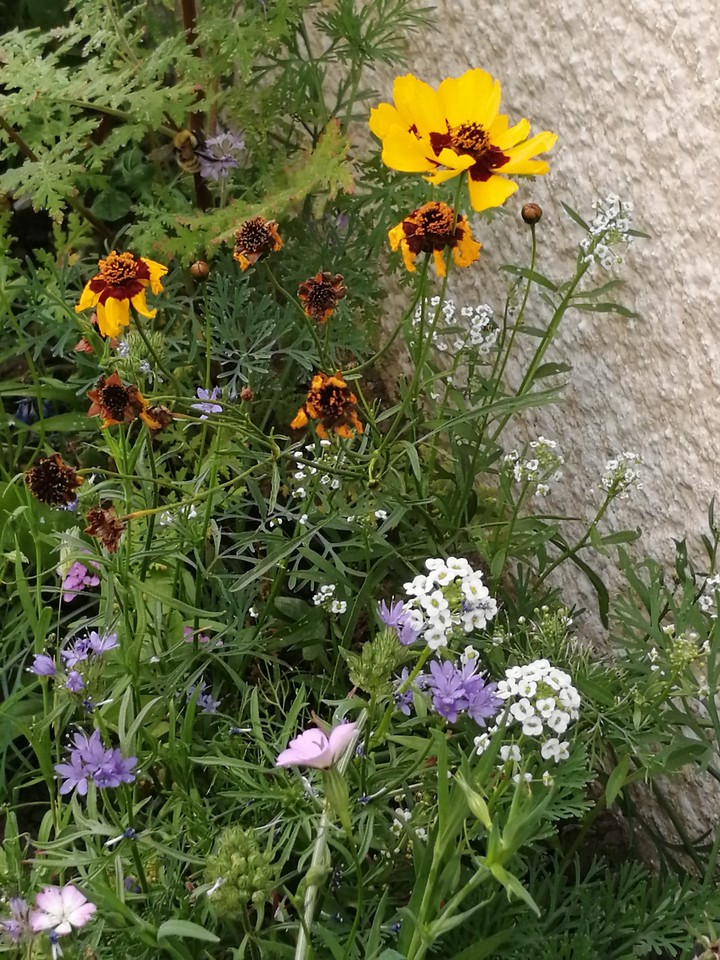 flowers