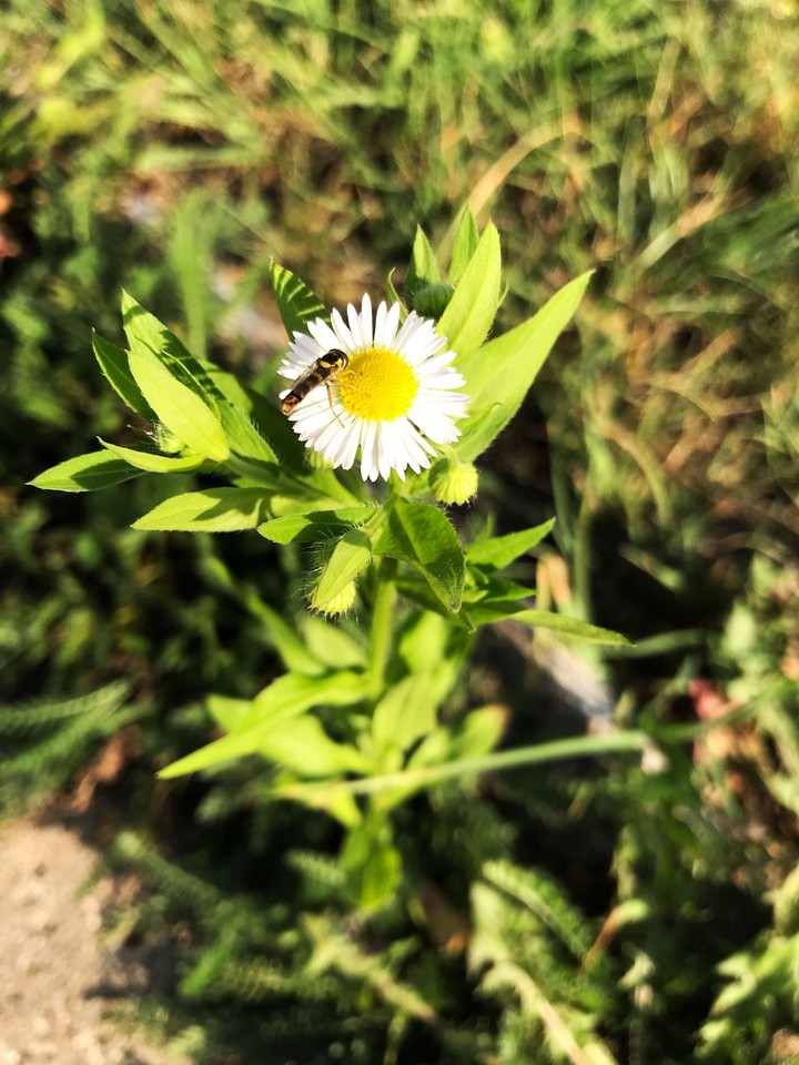 blog flowers