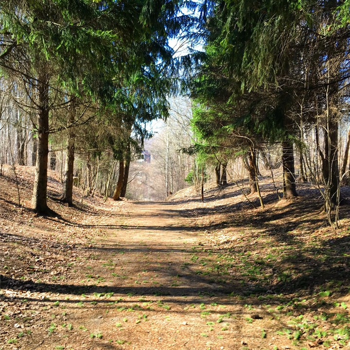 spruce