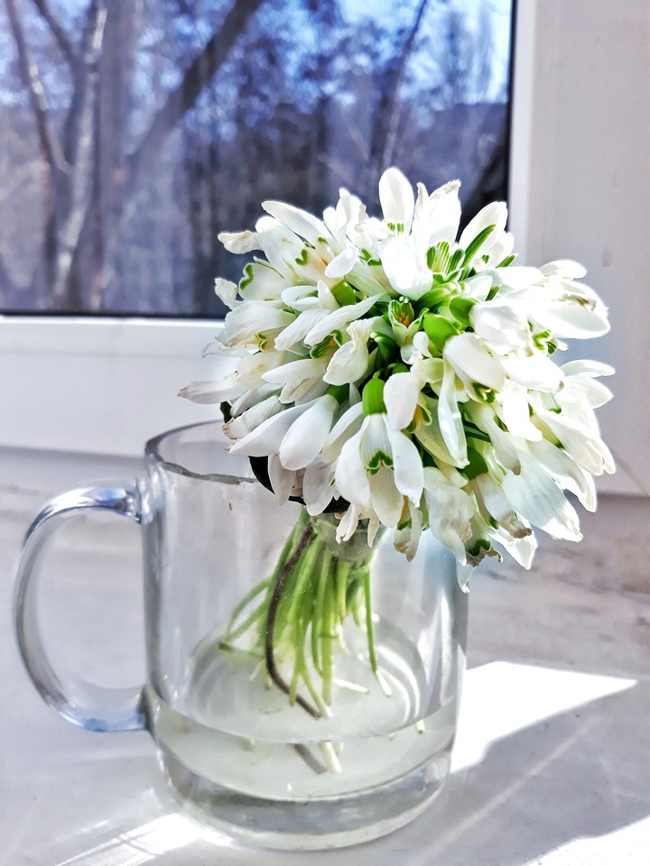 flowers