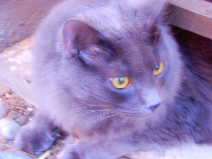 salem