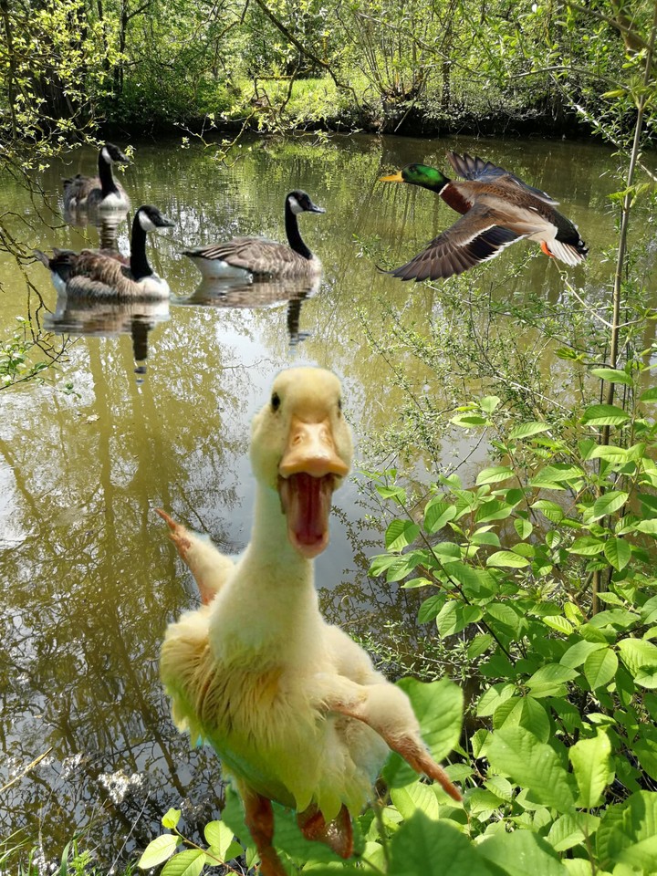 lustig