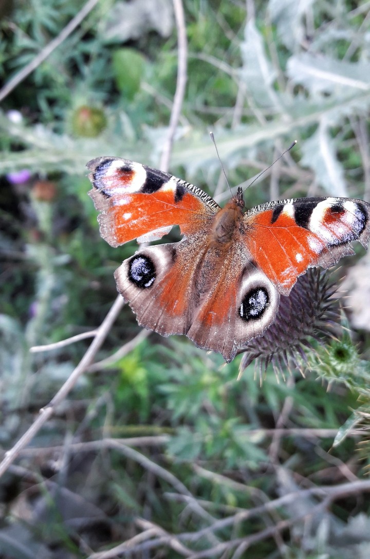 Butterfly
