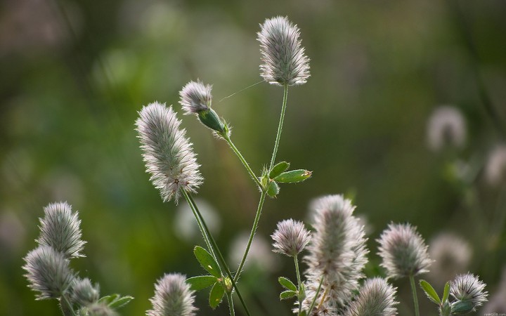 nature