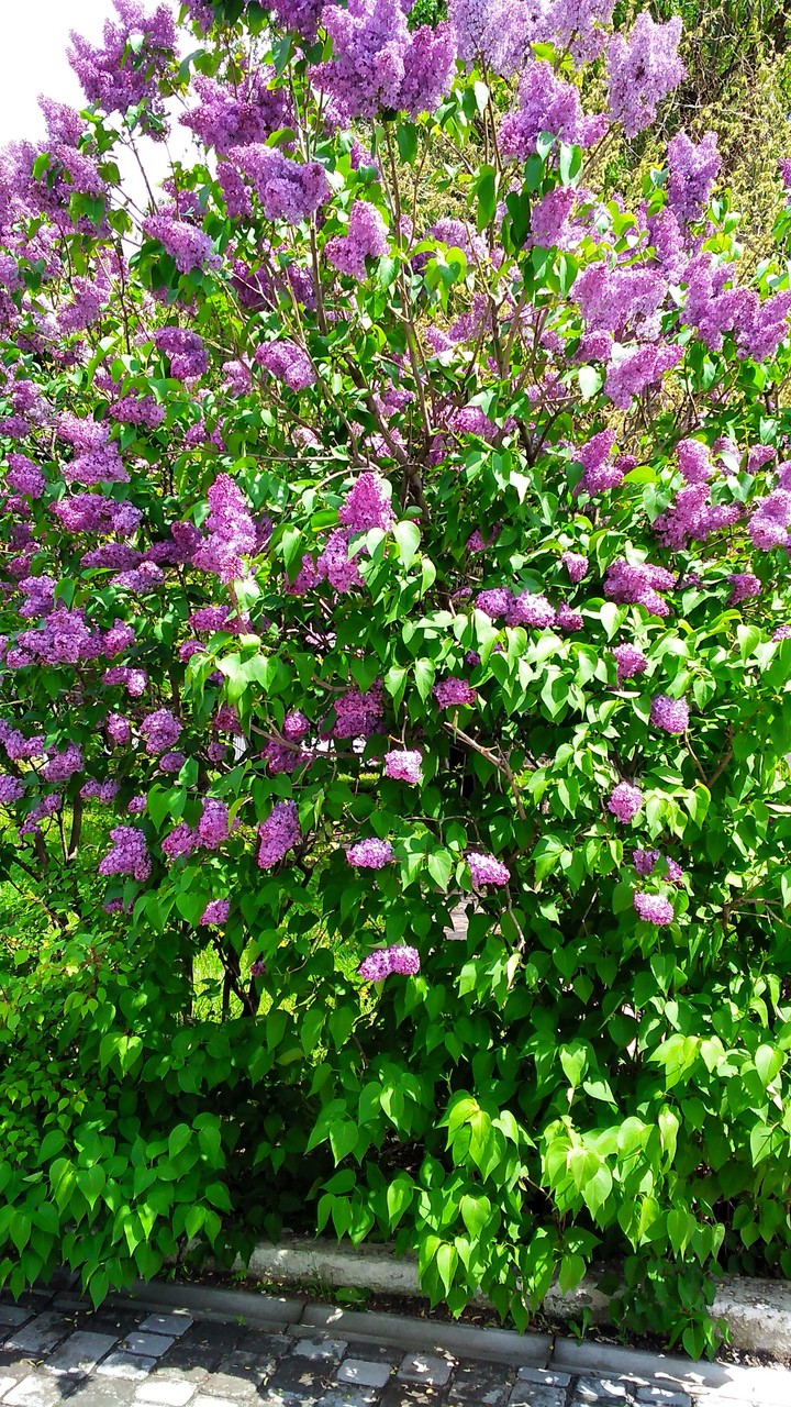 flore