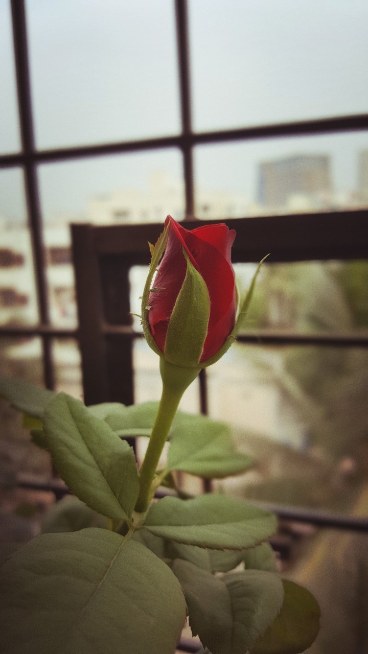 rose in the early morning
