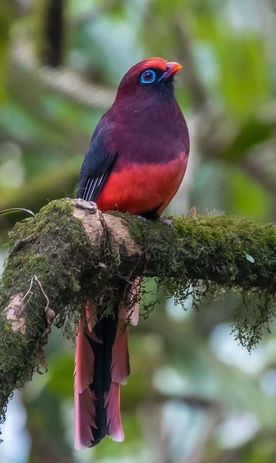 Colorful bird