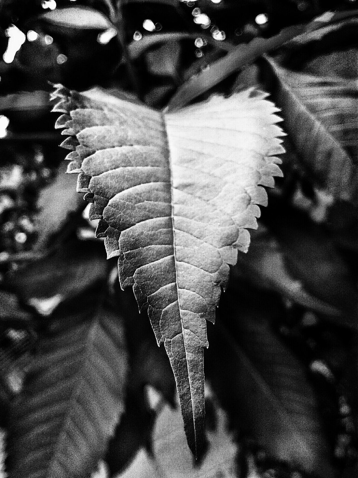 Monochrome leaf