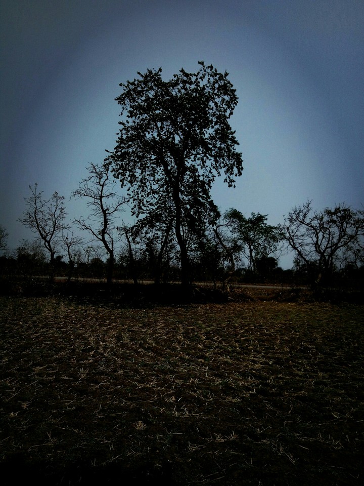 tree wallpaper