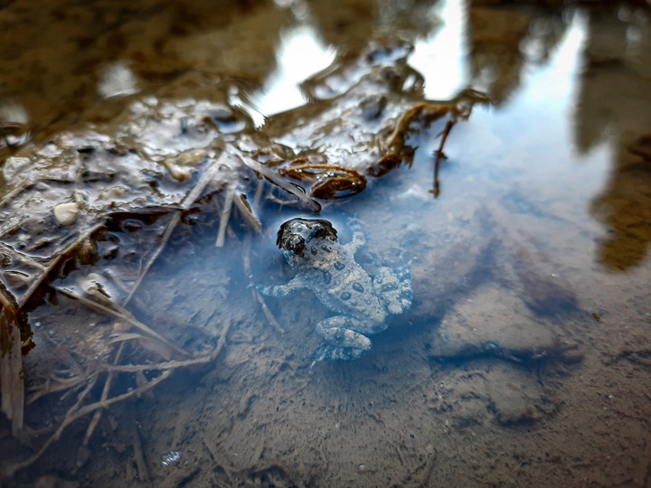 Frog