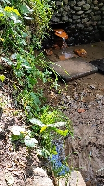 The spring