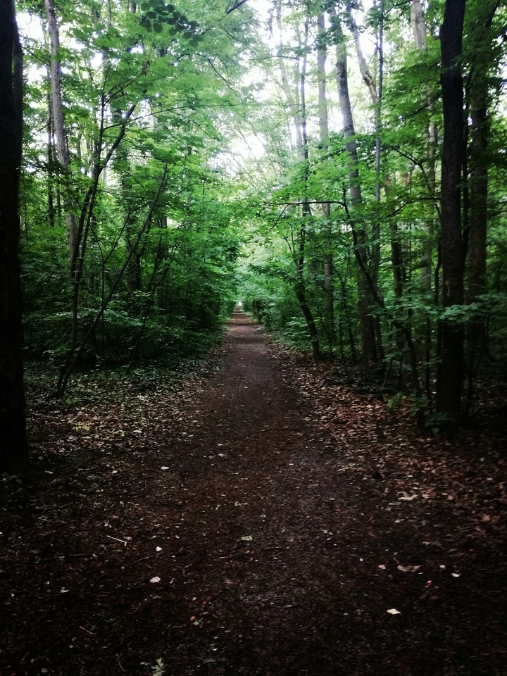 Through the forest