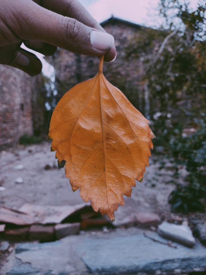 Leaf!