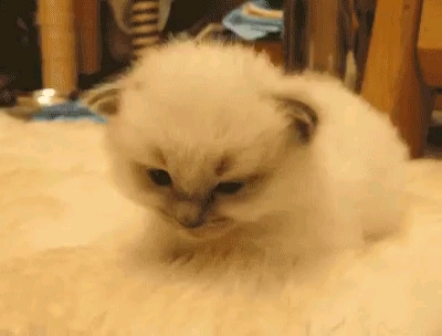 cute cat