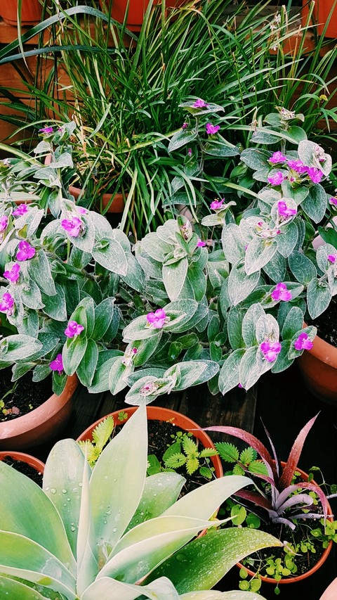plant, spring桌布