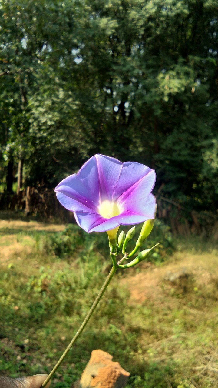 flower mGy